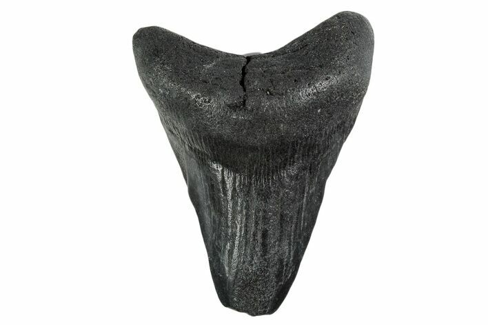 Bargain, Fossil Megalodon Tooth - Georgia #338745